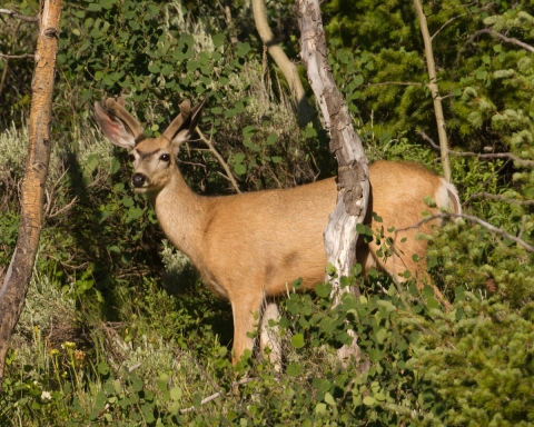 A young mule deer in velvet stands against a shrubby background.