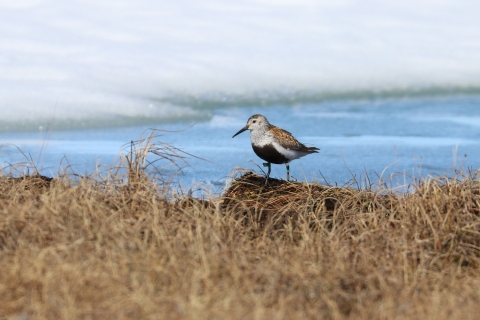A bird sits on the edge of a frozen lake with metal and color bands on the legs