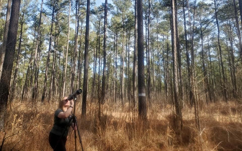 A woman looks through a spotting scope in a pine forest