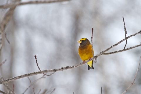 Evening grosbeak perched on a branch with a snowy winter background