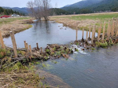 A completed beaver dam analog structure obstructing the flow of a creek.