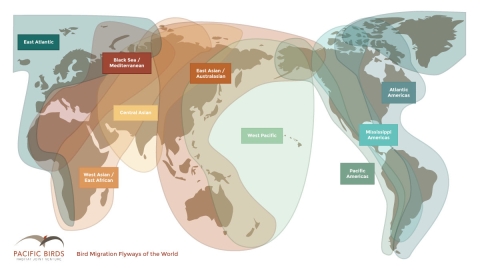 a map depicting the different pathways migratory birds take throughout the world