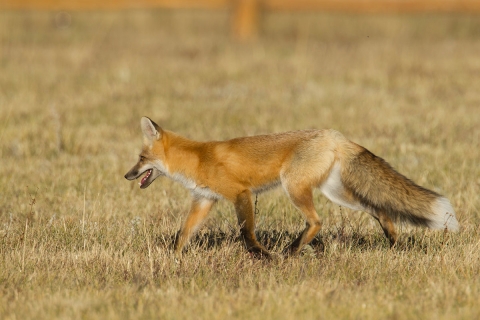 A red fox roaming in a grassy field is shown.