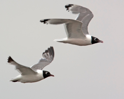 A pair of Franklin's Gulls flying together.