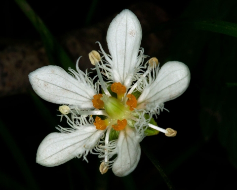 The flower of the fringed grass of Parnassus is shown.