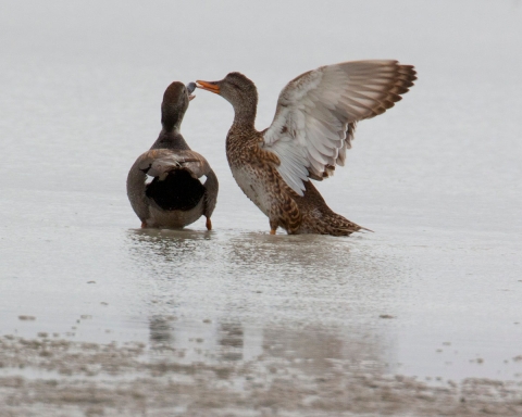A pair of gadwall ducks touching each other's bill.