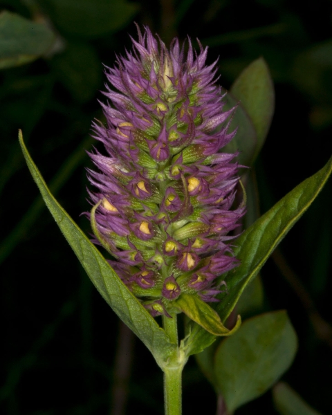 A giant hyssop flower is shown