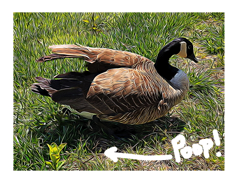 Picture of goose sitting on grass with the word "poop" and an arrow drawn in.