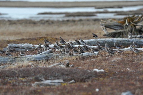 A group of small, brown birds, stand together amongst drift wood.