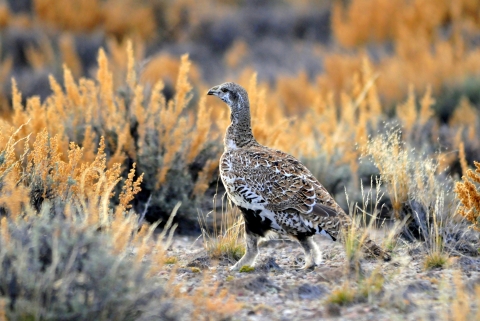 A ground bird called a greater sage-grouse at Seedskadee Refuge in Wyoming.