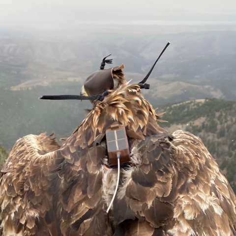 An adult golden eagle with a platform transmitter terminal used to study movement behaviors.