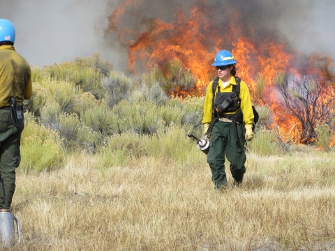 Prescribed fire burning in brush with firefighter observing.