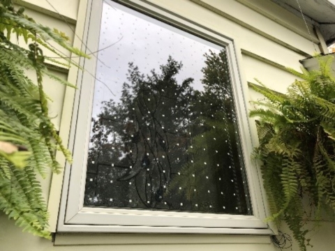 Bird-friendly window with dot pattern decal to prevent collisions