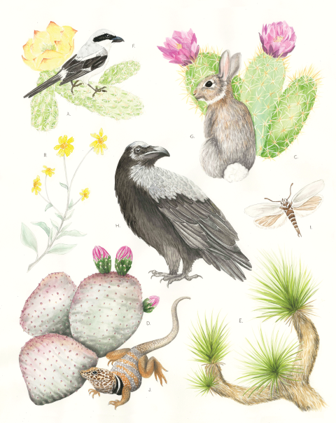 An illustrated plate depicting various species of the Joshua Tree life zone. 