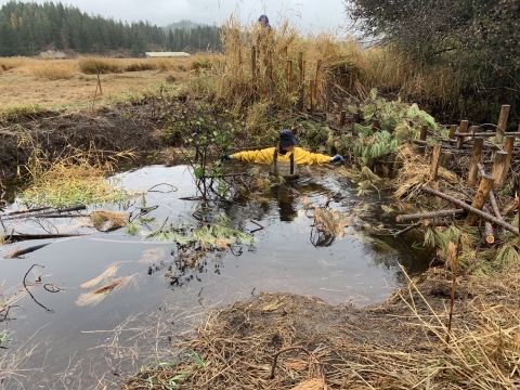 A woman in a yellow coat is wait high in water as she works on installing a human made beaver dam analog