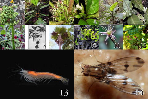A collage of endangered, endemic Hawaiian species listed for critical habitat.