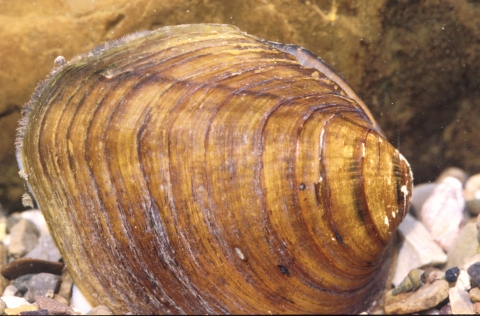 Freshwater mussel shell