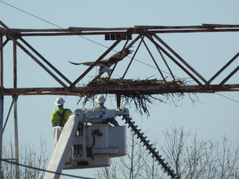 two power engineers lifted in a bucket approach an eagle nest on a transmission tower as the adult eagle flies off