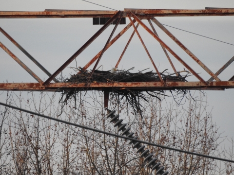an eagle sits on a nest built on a transmission tower 