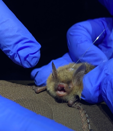 A female northern long-eared bat is fitted with a transmitter by biologists