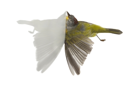 Nashville Warbler colliding with glass (image by Miranda Brandon)
