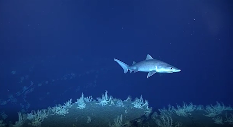 Single shark swims in the deep blue ocean