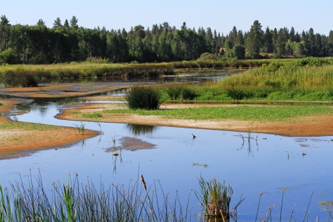 A wetland meanders between trees and grasses. Birds can be seen wading in the water.