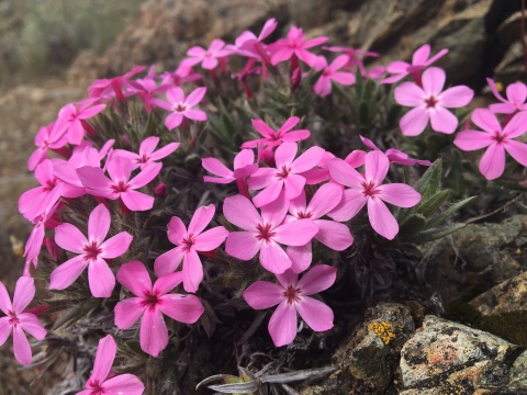 pink flowers of Yreka phlox