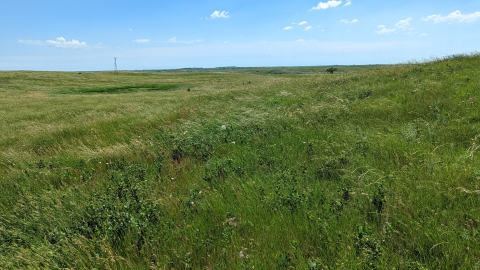 A lush green prairie under a blue sky