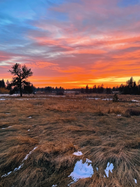 A dramatic sunset consisting of bright orange and yellows. A grassy field is in the foreground and coniferous trees are in the distance.