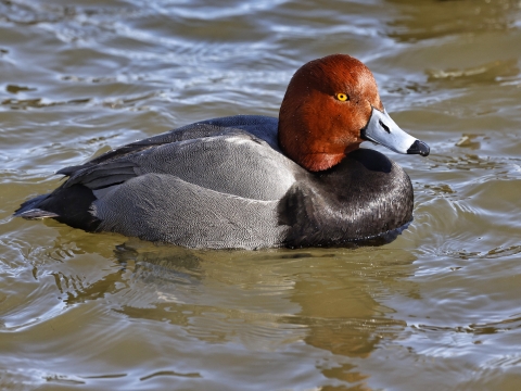 Redhead duck on a body of water