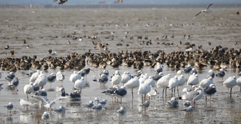 A large group of waterbirds stand and float in a flooded mudflat