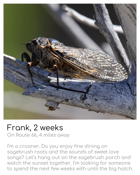 cicada (yellow-rimmed black long bug with translucent wings) sitting on a dry white branch