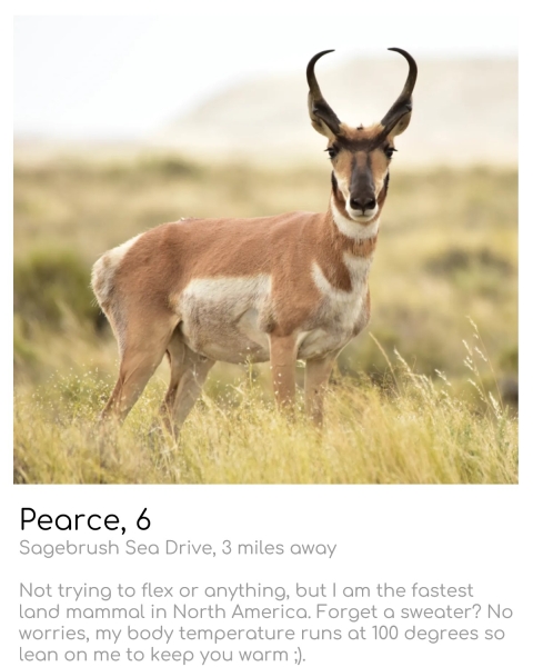 pronghorn (brown and white hoofed mammal with curved horns)