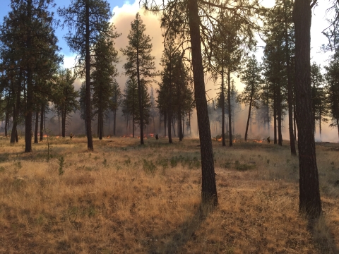 View of a prescribed burn in a pine forest