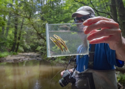 A person wearing waders and a camera stands by a stream and holds a tiny container filled with water. The container has two laurel dace fish in it - both with long lateral stripes down their body. 