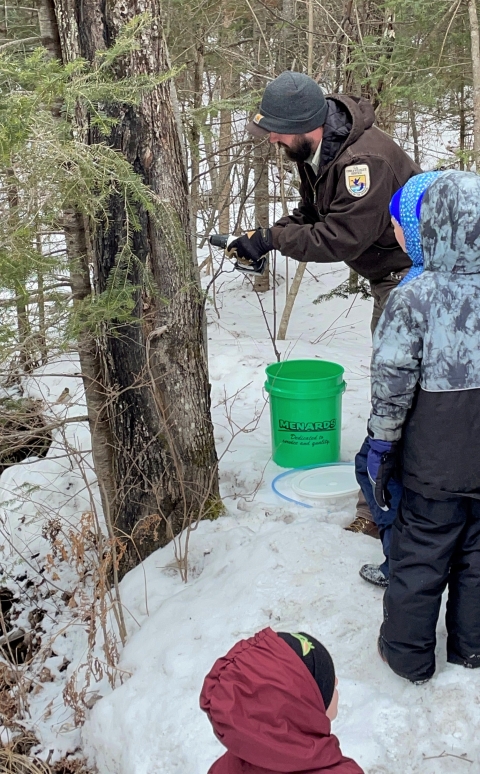 FWS staff demonstrate how to tap a maple tree for sap collection.