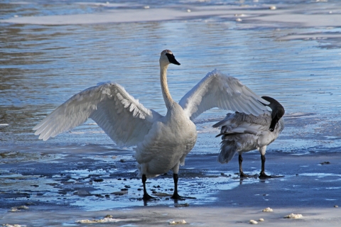 A trumpeter swan spreads its wings while standing next to a lake