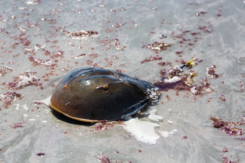 Horseshoe crab over wet sand
