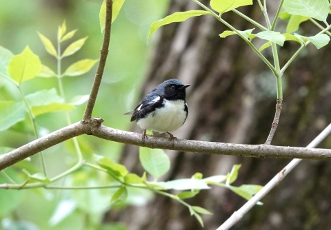  A small warbler bird perches on a leafy branch in a forest. 
