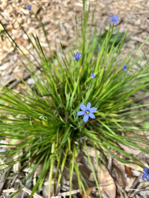 mound of green grass with blue flowers on the tips of the grass. The flowers have yellow centers.