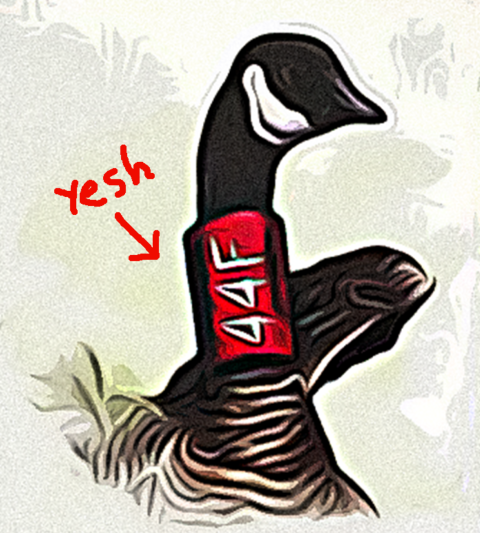 Photo art of dusky geese with red collar. Word "yesh" with arrow drawn into photo. Arrow points to collar.