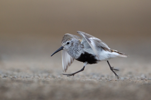 A small bird with a black belly and long black downturned bill runs across the ground, wings stretched out