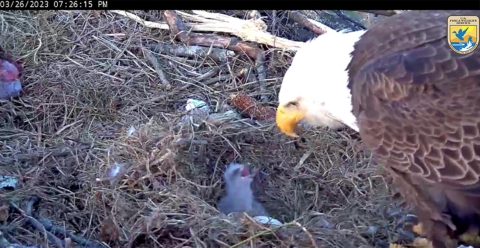 eaglet hatched looking at adult eagle