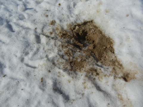 A picture of a hole in the snow where sage-grouse have been eating dirt