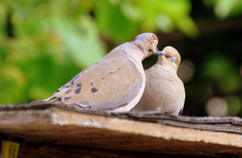Male and female mourning doves touching beaks with their eyes closed on a roof with a blurred bright green background of trees.