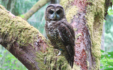 northern spotted owl perched in tree