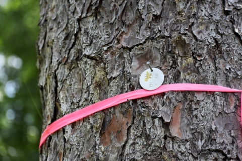 a tree with a bright pink ribbon around it
