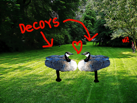 Photo art showing two geese on a lawn, a gnome in the background, and hand-written text that says, "decoys!" and "hi!"