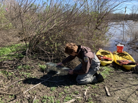 a biologist sets a live-catch rabbit trap on a muddy shore to catch riparian brush rabbits